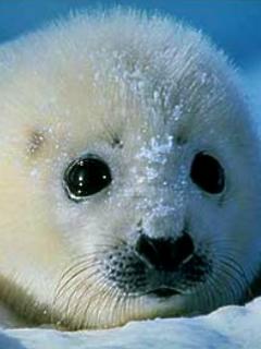 Zwierzęta - Seal.jpg