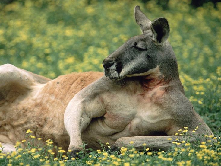 Galeria - Red Kangaroo, Australia.jpg