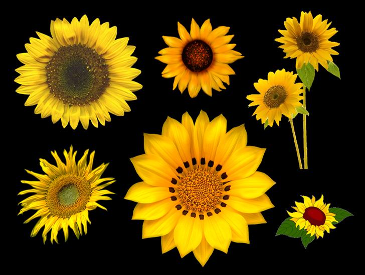 Kwiatki - sunflowers_png.png