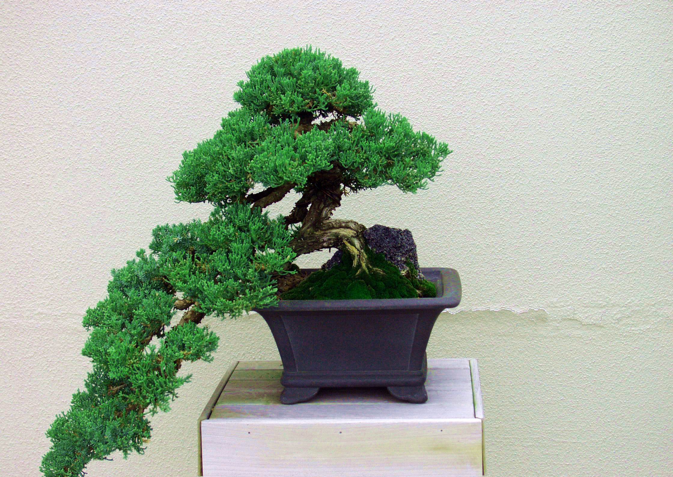 Bonsai 1 - Bonsai55.jpg