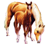 zwierzatka - konie.gif