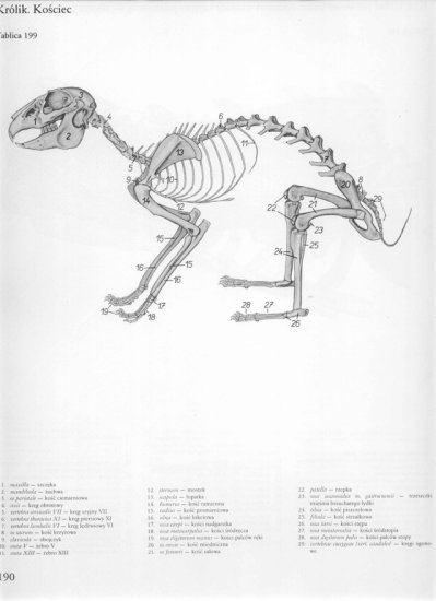 atlas anatomii-tułów - 186.jpg