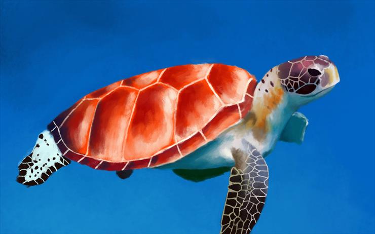 Żółwie morskie - 09.jpg