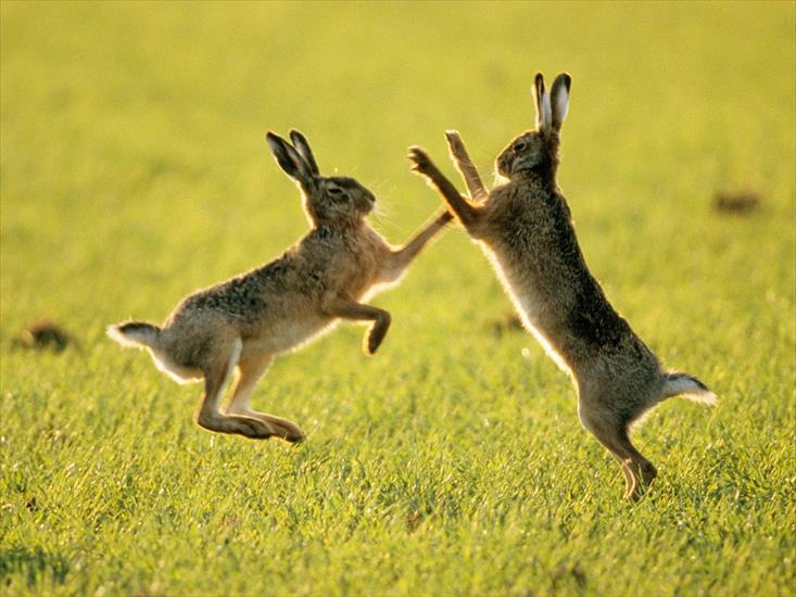 Tapety na pulpit - Sparring Hares.jpg