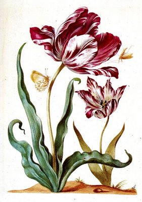 DZIEŃ KOBIET - tulipany22.jpg