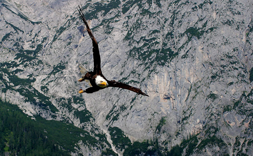 ptaki - Eagle in Flight.jpg