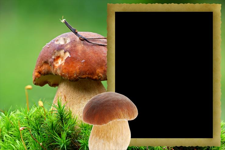 Grzyby - Mushrooms52.png