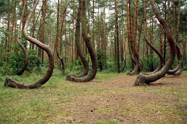 dziwne drzewa - 18.jpg