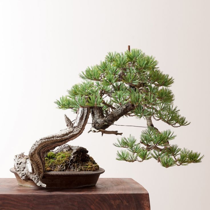   bonsai - najpiękniejsze drzewka - e609f67de08bdcd53b763965bdfe4615.jpg