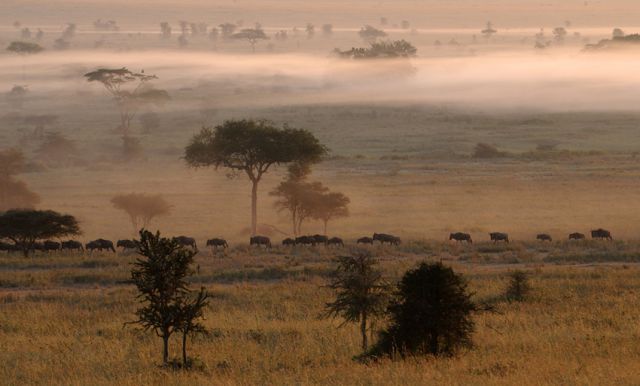 AFRYKA - 36513_tanzania_serengeti_afryka.jpg