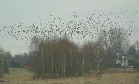 Ptaki odlatujące na zimę - sta_gawronow_1fin.jpg