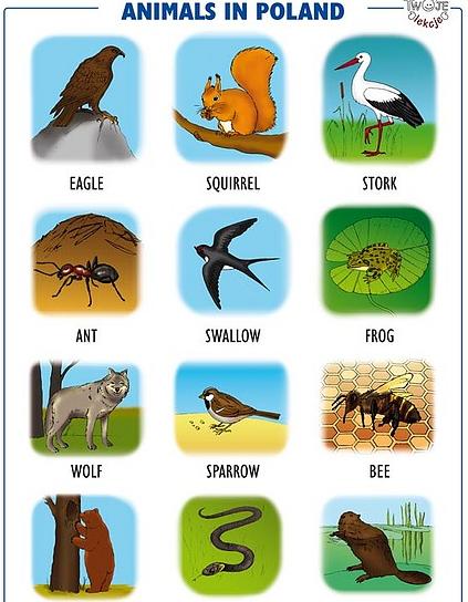 tablice edukacyjne - animals in Poland.jpeg