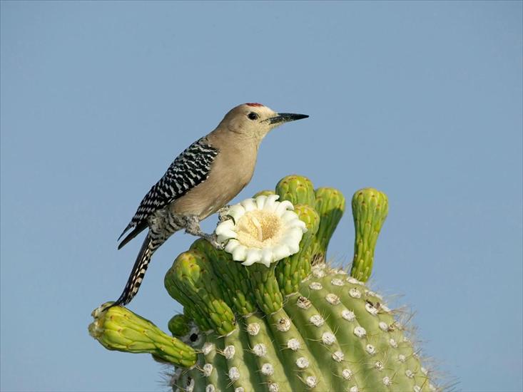 POWIETRZE - Gila Woodpecker.jpg