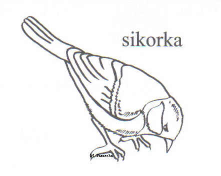 ptaki kolorowanka - sikorka.jpg