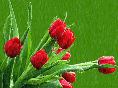 GIFY GIFKI GIFOWNIK    - tulipany w deszczu.gif