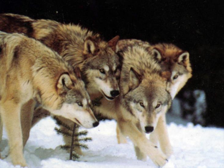 Wilki,Lisy - 1024x768 wolf pack wallpaper.jpg