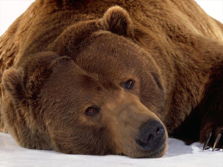 niedźwiedzie - tapety-9 niedźwiedzie.jpg