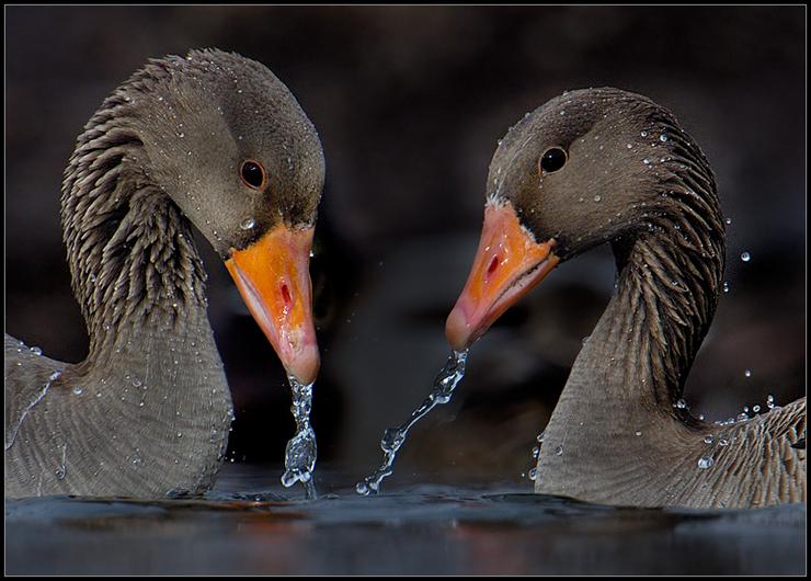 ptaki - Greylag Geese.jpg