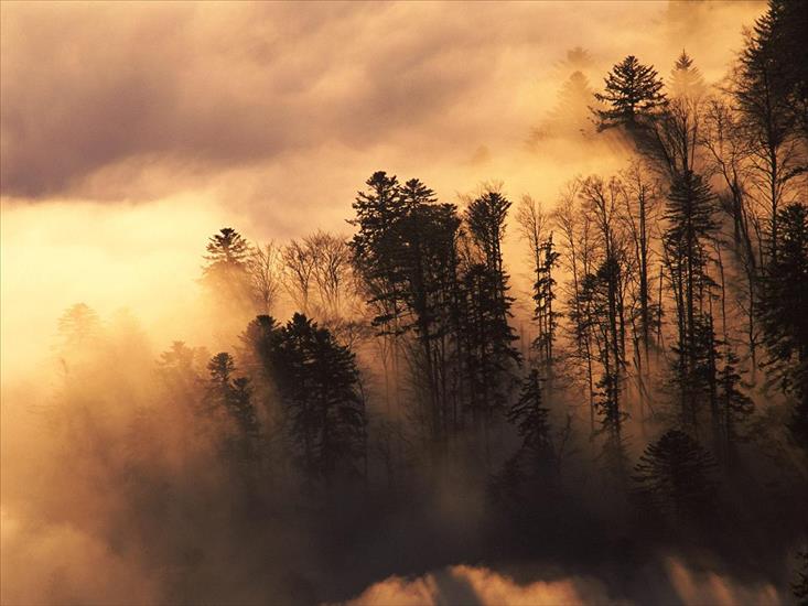 WIDOCZKI - World_France_Woodland_in_mist_007586_.jpg