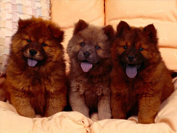 tapety - Cozy Couch, Chow Chow Puppies.jpg