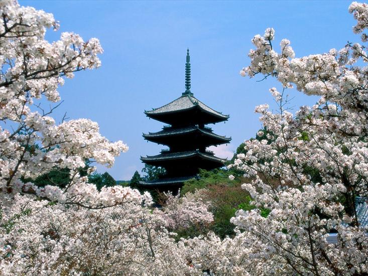 Galeria - Cherry Blossoms, Ninna-Ji Temple Grounds, Kyoto, Japan.jpg