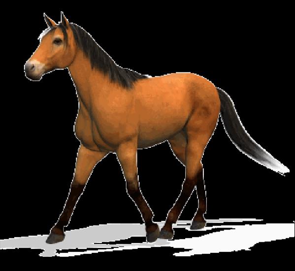 Konie... dumne konie - 8321b5bc.gif