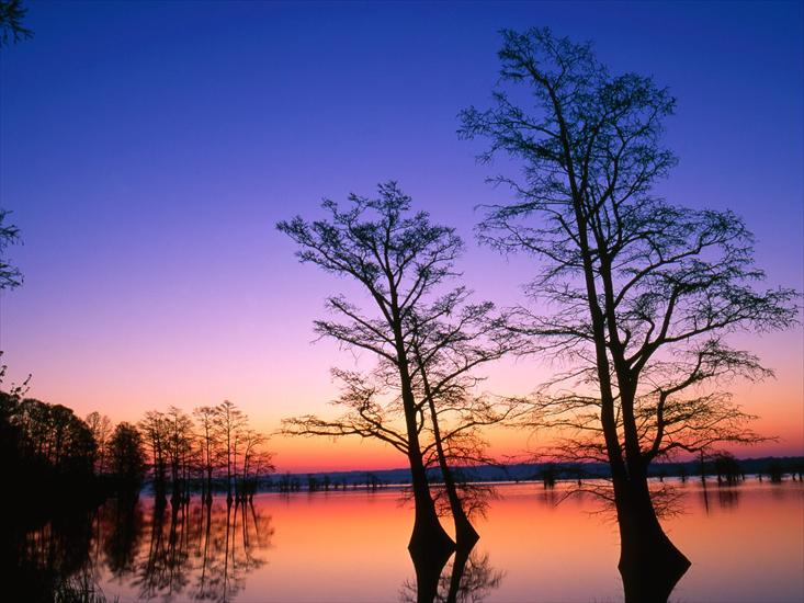 Natura v3 - Bald Cypress Trees at Sunrise, Reelfoot National Wildlife Refuge,  Tennessee.jpg