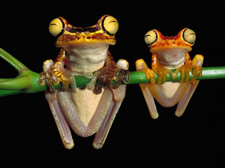 Animals part 1 z 3 - Chachi Tree Frogs.jpg