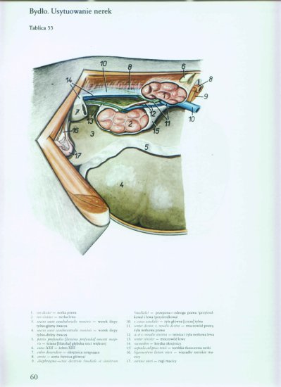 atlas anatomii-tułów - 056.jpg