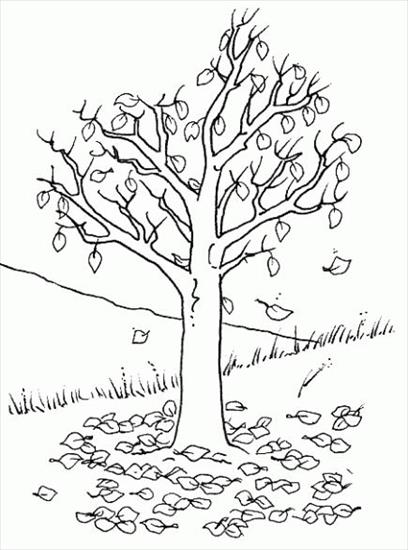 KOLOROWANKI - całe drzewa - drzewa, liście - kolorowanka 32.jpg