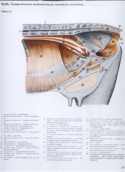 atlas anatomii-tułów - 037.jpg