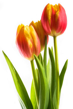 TULIPANY - tulipany 37.jpg