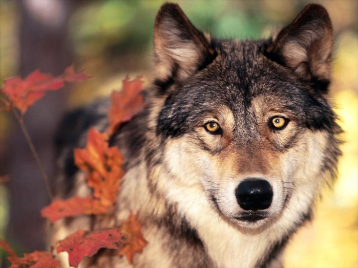 Tapety zwierzęta świat - Wolf and Autumn Colors.jpg