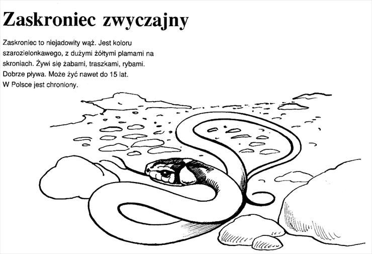 Zwierzęta Polski - Zwierzęta Polski - 38.tif