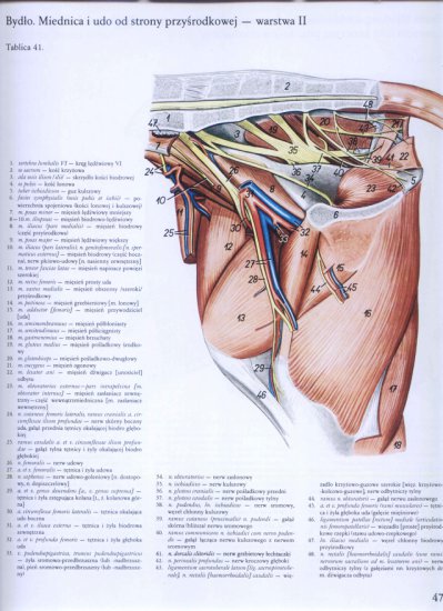 atlas anatomii topograficznej-miednica i kończyny - 041.jpg