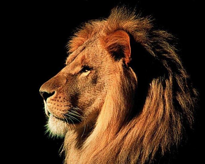 Zwierzęta - wallpapers-animals-lion-1280.jpg