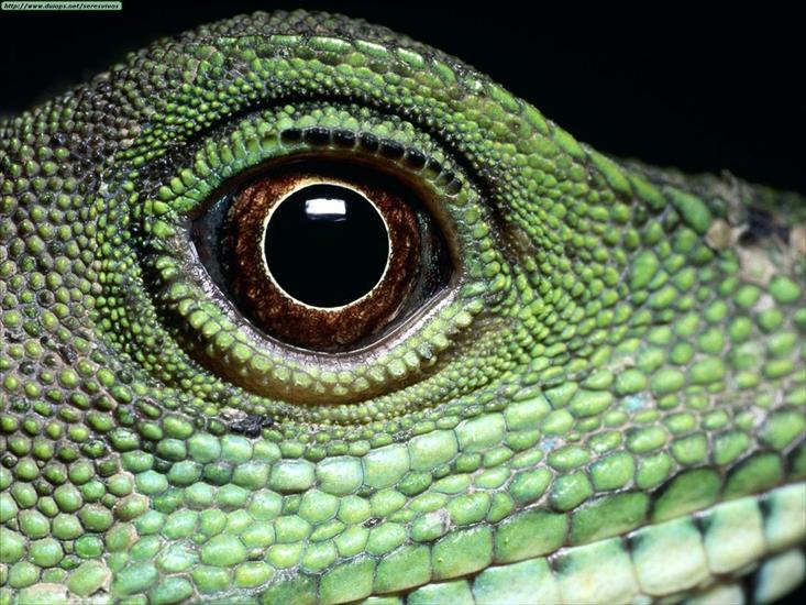 Gady, płazy reptiles  amphibians - Reptile Close-Up.jpg