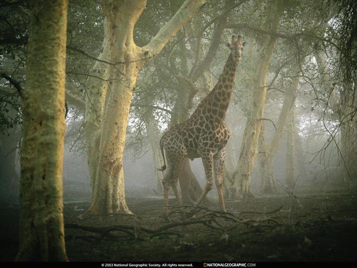 National Geographic - NGM2001_09p8-9.jpg