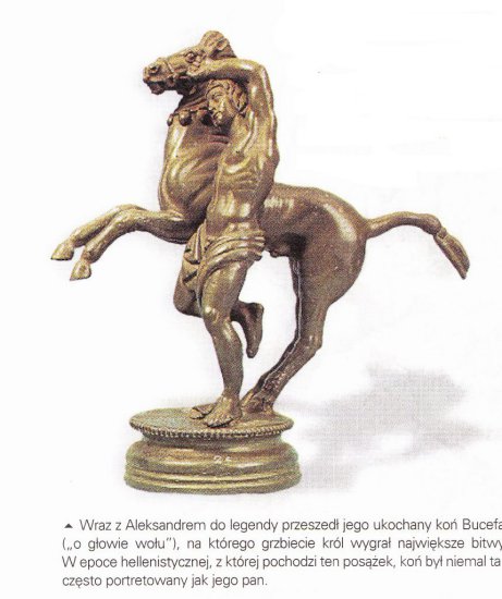 Macedonia starożytna do śmierci Aleksandra Wielkiego, obrazy - Obraz IMG_0023. Koń Aleksandra Bucefal.jpg