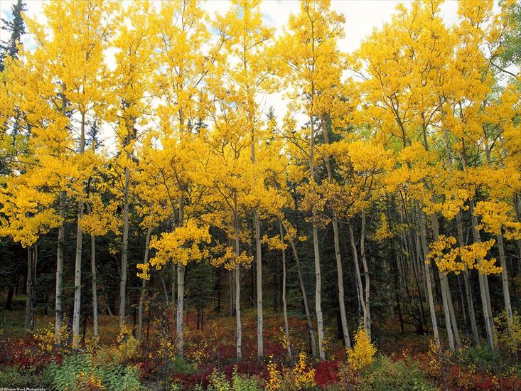 krzysiek16257 - Aspen and Birch, Denali National Park, Alaska - .jpg