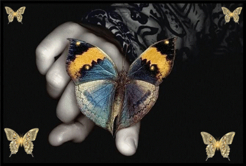 Motyle - piekny_motyl_2.gif
