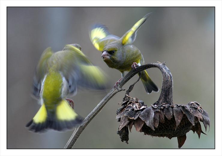 2 - Bird Fight.jpg