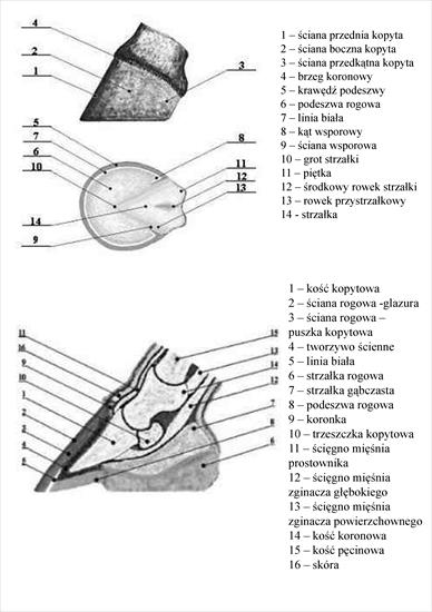 Anatomia zwierząt wiorkens - Budowa kopyta.jpg
