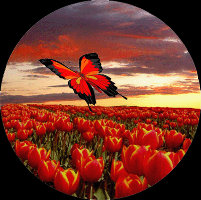 Kwiaty - tulipan124.gif