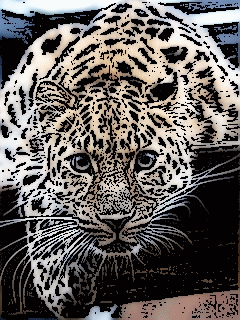 Zwierzęta - tygrys1.gif