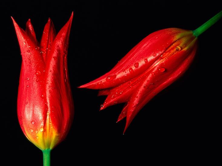  Tulips - red_hot_tulips-normal.jpg