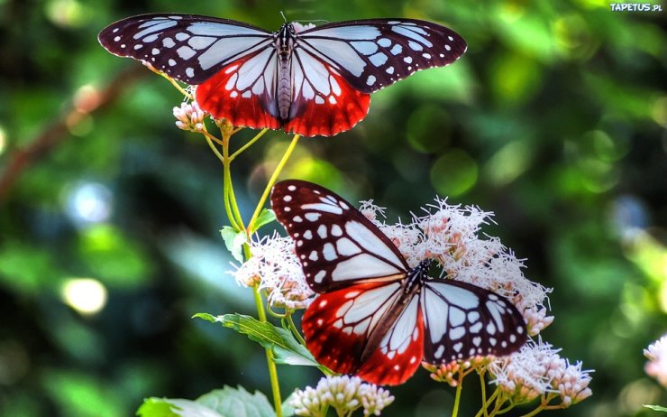 Nie tylko motyle - 136661_dwa-motyle-kwiat.jpg