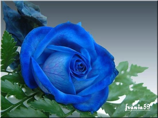 róże niebieskie - 2922a8ea30b6dbf9f1bbfcada03fe94d_web.jpg