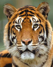 zwierzaki - tiger.gif