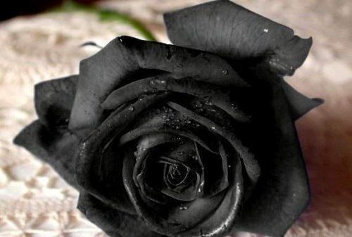 Czarne Róże - 44.jpeg